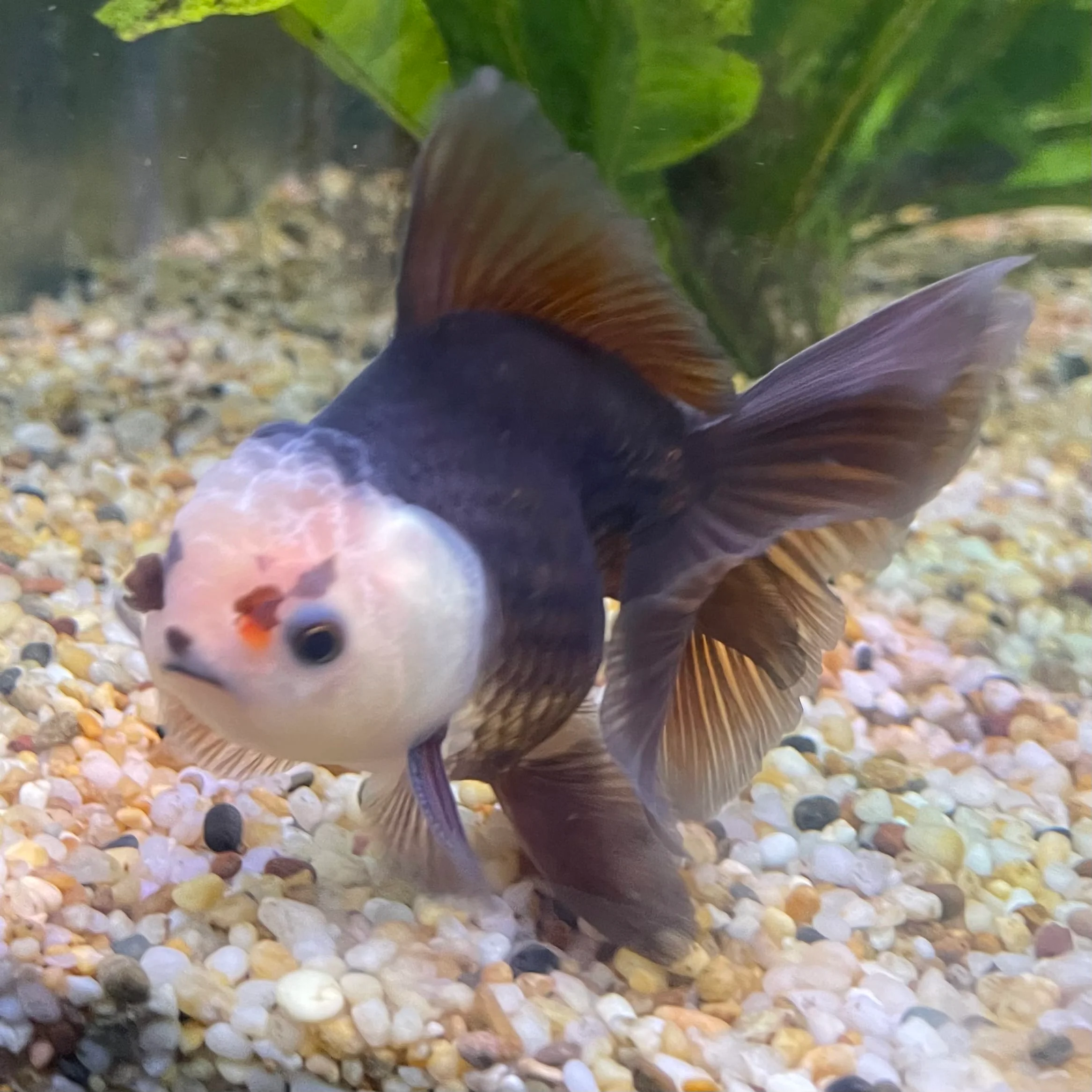 ALL THE FISH