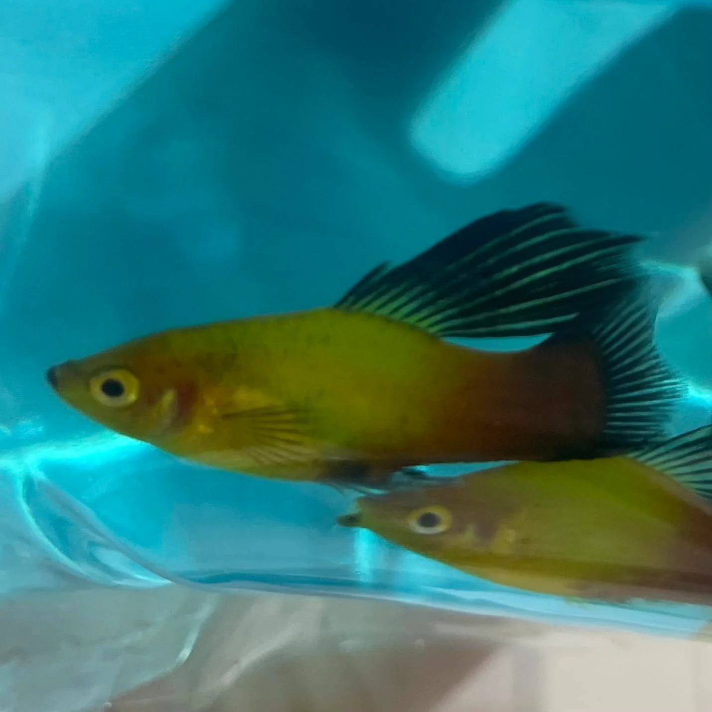 LIVEBEARERS