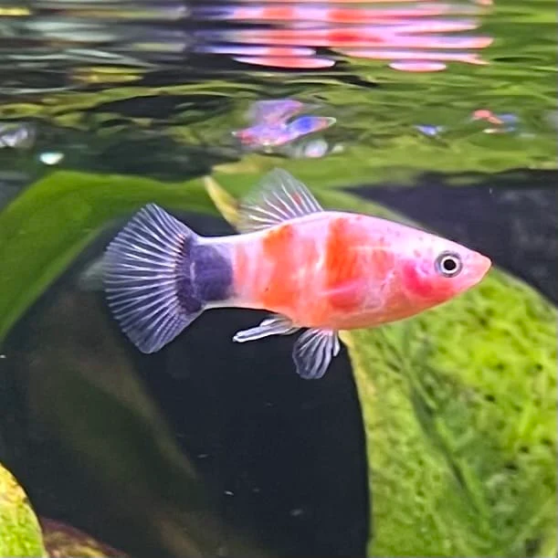 PLATY